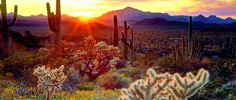 Desert sunset with cactus aglow